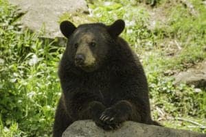 large black bear leaning on a rock